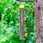 Comedero-de-semillas-para-pajaros-jilgueros.-Contiene-6-puestos-configurados-para-que-puedan-alimentarse-boca-abajo.