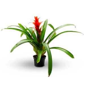 Bromelia Multiflor - MULTIFLOR