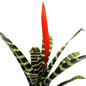 Bromelia Multiflor - MULTIFLOR