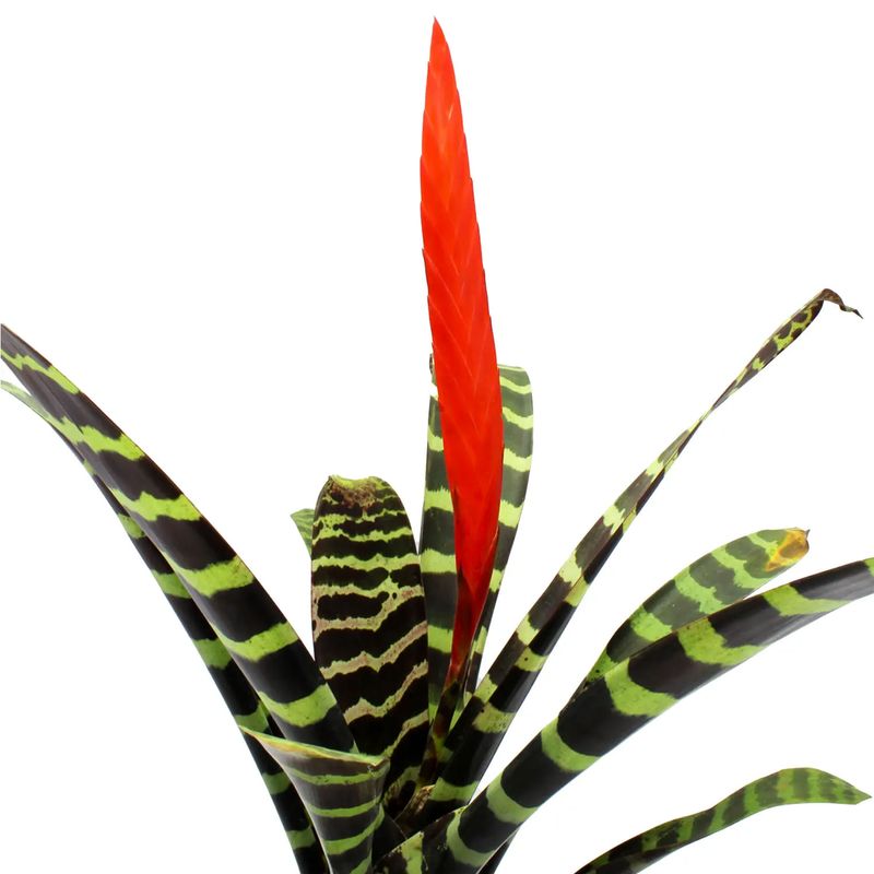 Bromelia-Multiflor