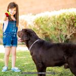 Juguete-para-mascotas-tipo-pelota-de-tenis-de-75-cm-de-diametro.