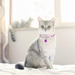 Collar-para-gato-de-29-cm-con-diseño-de-ESQUELETO-DE-PESCADO.