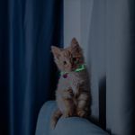 Collar-para-gato-de-29-cm-con-diseño-de-ESQUELETO-DE-PESCADO.