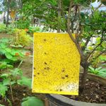 Placas-Adhesivas-para-insectos-color-amarillo-muy-resistentes-de-25-x-10-cm.