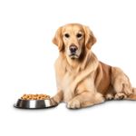 Plato-para-perro-metalico-de-26-cm-de-diametro-grande.-Incluye-un-anillo-de-caucho-antideslizante.