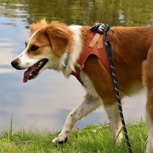 Correa reflectiva mediana de 150 cm para perro. - PUPPY & CO