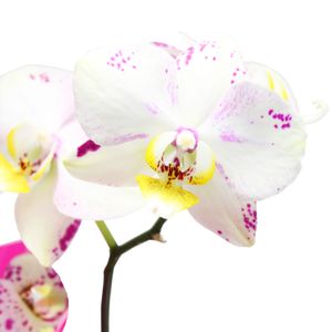 Orquídea NATURAL blanca con toques morados y amarillos de 7 x 74 x 7 cm (tamaño 3). - MULTIFLOR