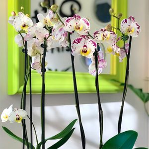 Orquídea NATURAL blanca con toques morados y amarillos de 7 x 74 x 7 cm (tamaño 3). - MULTIFLOR
