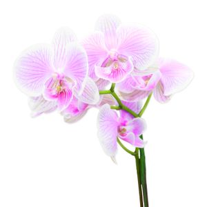 Orquídea NATURAL morada de 7 x 64 x 7 cm (tamaño 2). - MULTIFLOR