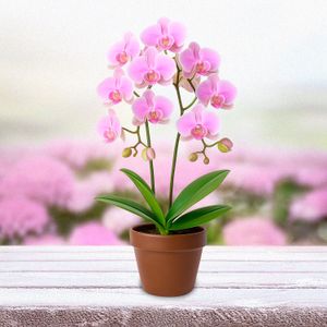 Orquídea NATURAL morada de 7 x 64 x 7 cm (tamaño 2). - MULTIFLOR