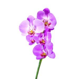 Orquídea NATURAL morada de 7 x 50 x 7 cm (tamaño 1). - MULTIFLOR