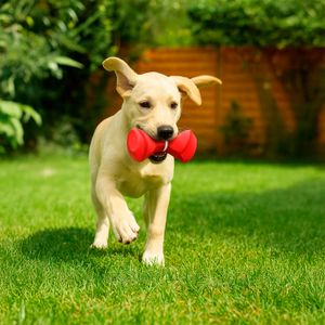 Juguete para PERRO en forma de hueso de caucho rosado. - VIDA DE PERRO